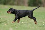 DOBERMANN 305